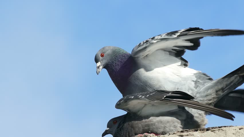 How Do Pigeons Have Sex